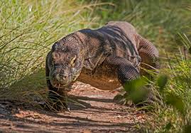 Kurun Waktu Satu Tahun, 20 Ekor Komodo Asal Flores Dijual Ke Luar NTT Dengan Harga Fantastis